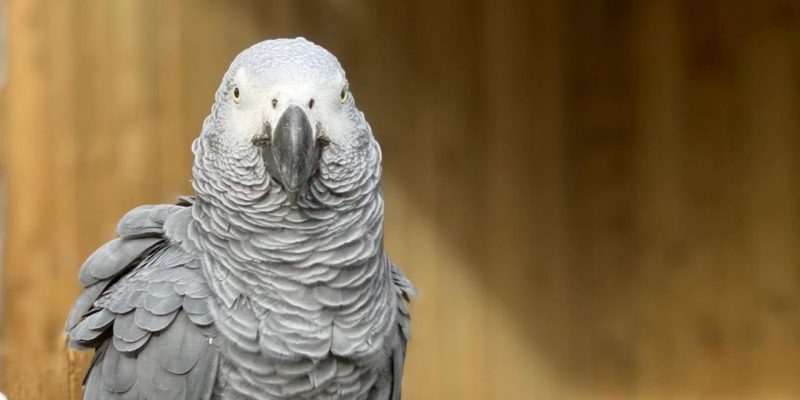 Общество: В Британии зоопарк спрятал попугаев, которые смеялись над посетителями и матерились