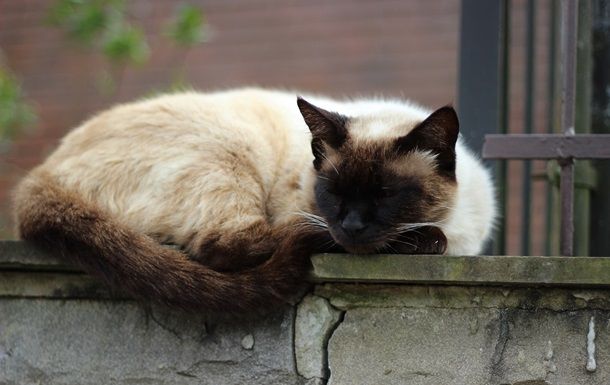 Общество: В Англии пропавшего кота нашли спустя шесть лет