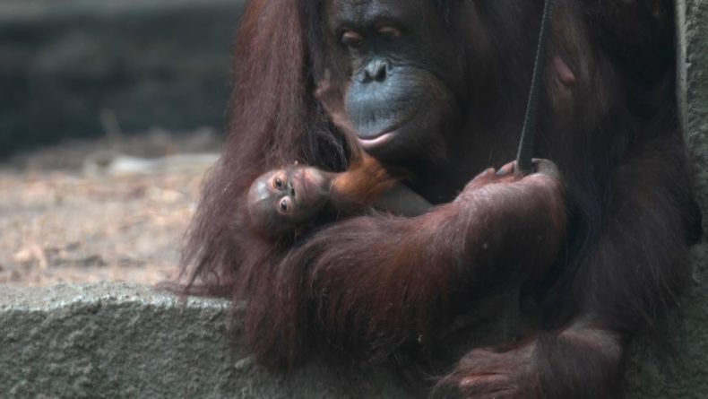 Общество: Детеныш орангутана неожиданно родился в зоопарке Великобритании.