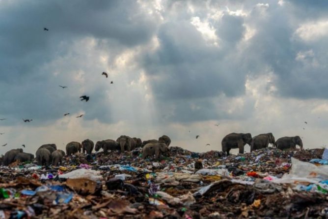 Общество: Фотография слонов на свалке выиграла конкурс Королевского биологического общества Британии