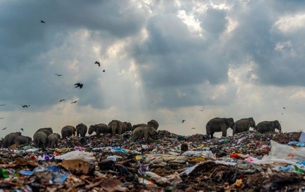 Общество: Фото слонов на свалке выиграло конкурс в Британии