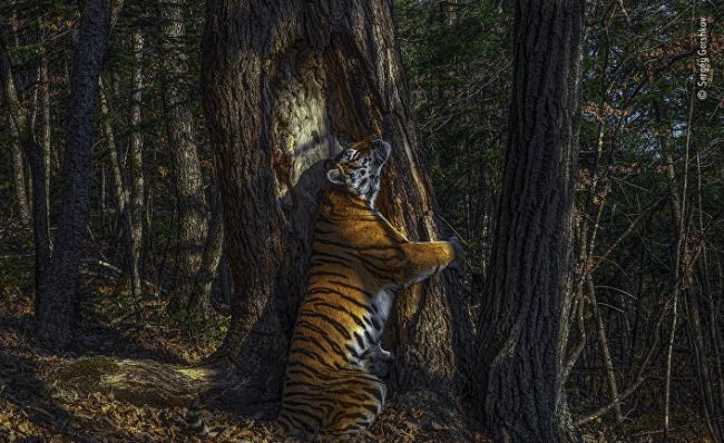 Общество: В Лондоне россиянин назван автором лучшей фотографии дикой природы