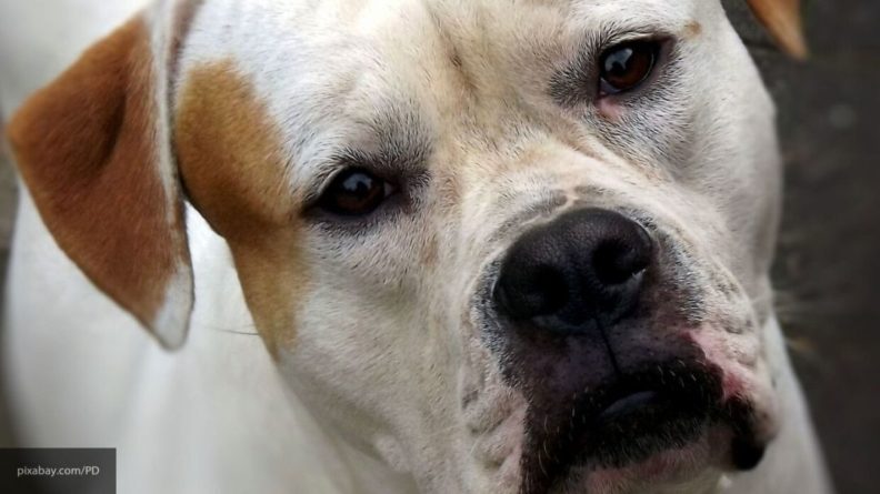 Общество: Ученые из Великобритании назвали самые болеющие породы собак