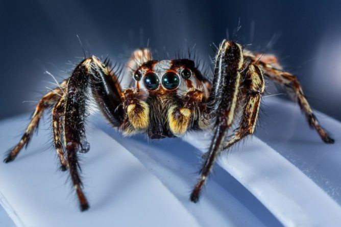 Общество: В Великобритании нашли пауков, которые растворяют внутренности жертв