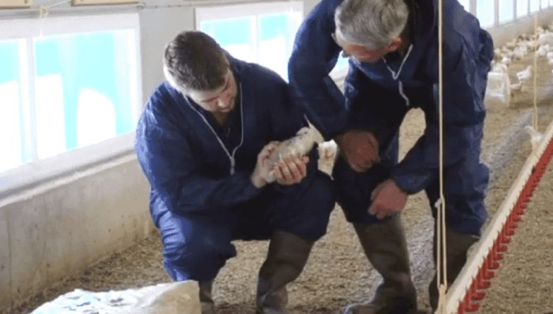 Общество: Вспышку птичьего гриппа зафиксировали на юго-западе Англии