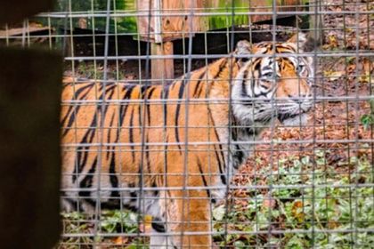 Общество: Англичане предложили пожить рядом с тиграми