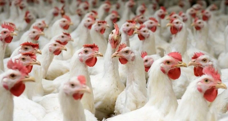 Общество: Беларусь ограничивает ввоз птицы из трех регионов Великобритании из-за птичьего гриппа