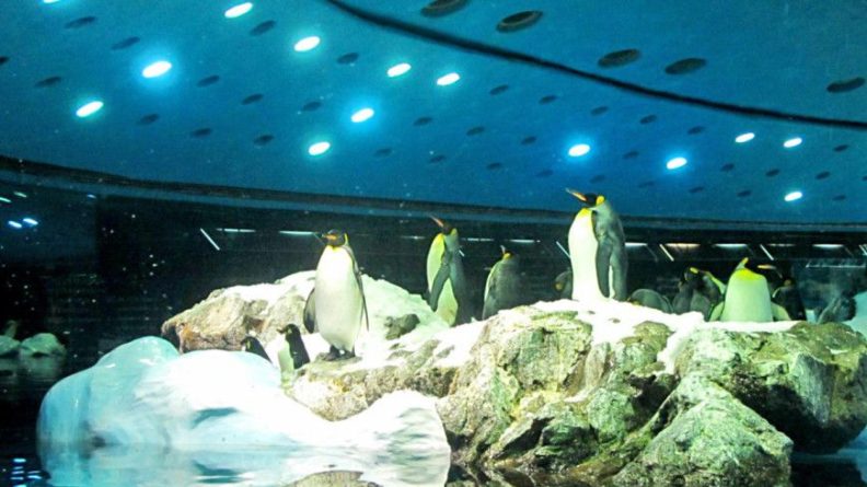 Общество: Лекарство от скуки: пингвинам в Лондоне начали показывать новогодние фильмы