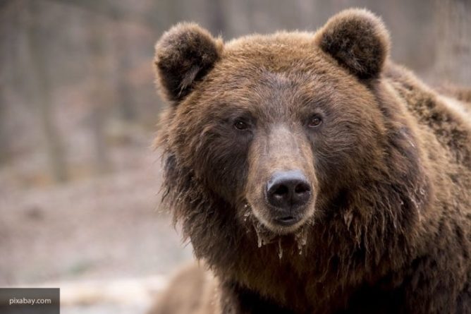 Общество: Пропавшая в горах Пиренеи британка могла быть убита медведем