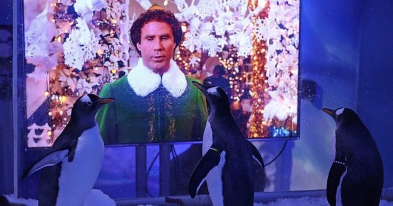 Общество: В аквариуме Лондона пингвинам показывают рождественские фильмы, чтобы птицы не унывали без посетителей