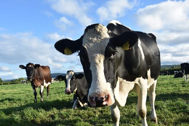 Общество: Великобритания планирует запретить экспортировать скот - Cursorinfo: главные новости Израиля