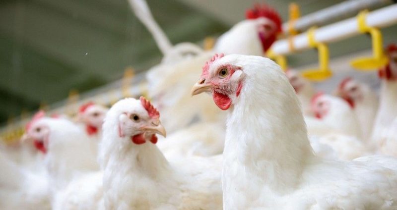 Общество: Беларусь ограничивает ввоз птицы из регионов Великобритании, Польши, Франции, Украины из-за птичьего гриппа
