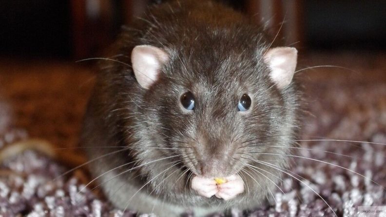 Общество: Великобритания может столкнуться с нашествием крыс после локдауна