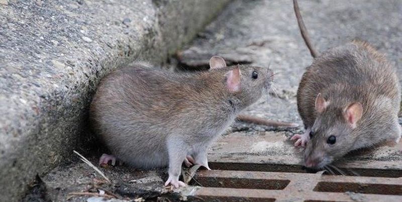 Общество: В Великобритании ждут нашествия крыс после закрытия ресторанов из-за локдауна - ТЕЛЕГРАФ