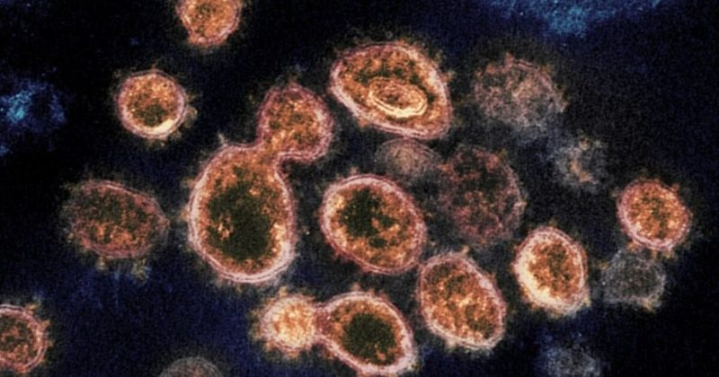 Общество: Новый штамм коронавируса в Британии: что о нем известно и как это повлияет на вакцины