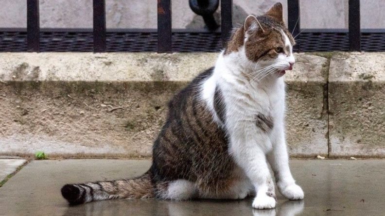 Общество: Когда до всего Brexit: кот Бориса Джонсона устроил охоту на голубя