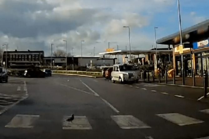 Общество: В Британии засняли прилежного голубя, который переходил дорогу по "зебре": видео