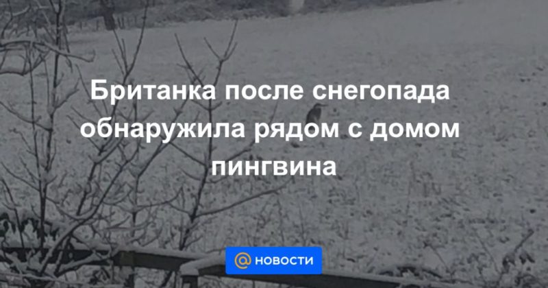 Общество: Британка после снегопада обнаружила рядом с домом пингвина