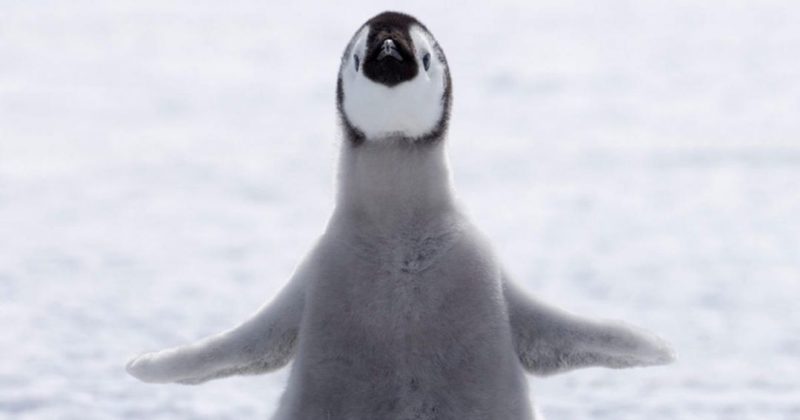 Общество: Пингвин под окнами: необычную находку сделала британка после снегопада