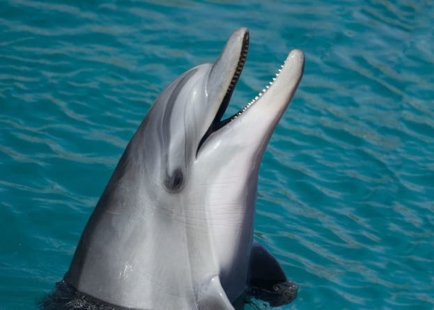 Общество: Дельфина выбросило на мель на пляже в Великобритании - Cursorinfo: главные новости Израиля