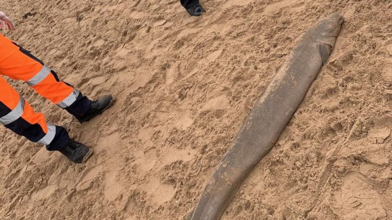Общество: Полицейские нашли «монстра» на пляже в Великобритании