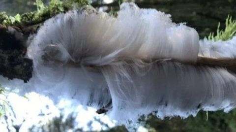 Общество: Уникальное явление: в лесах Великобритании на деревьях образовались «ледяные волосы» (ФОТО)