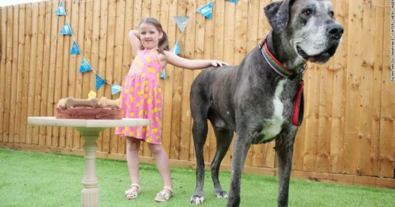 Общество: Шакил О'Нил среди собак. В Англии умер самый высокий пес в мире
