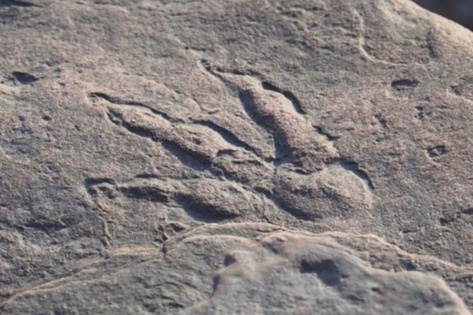 Общество: Четырехлетняя британка нашла на пляже след динозавра, которому 220 млн лет