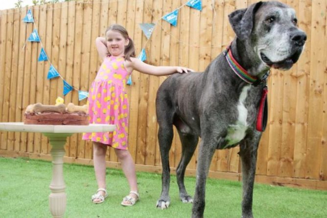 Общество: В Англии умерла самая высокая собака на мире