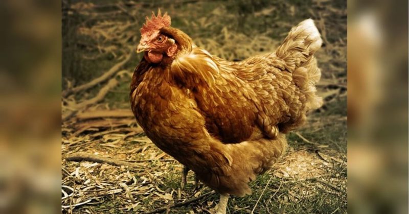 Общество: Оказался падким на цыплят и кур: в Британии мужчина поплатился свободой за нетрадиционные сексуальные предпочтения