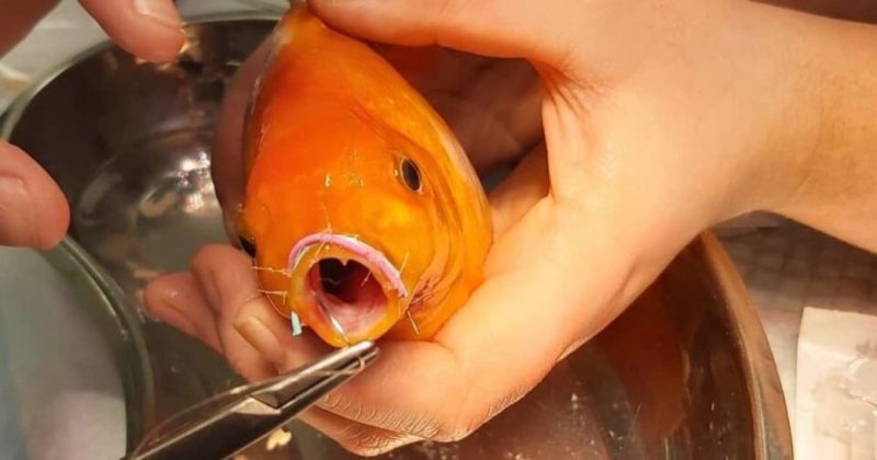 Общество: Британка вылечила свою золотую рыбку, которая сломала челюсть при попытке съесть соседа по аквариуму