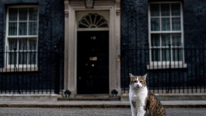 Общество: Главный кот Великобритании празднует юбилейные 10 лет на службе Королевства