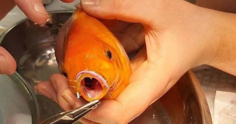 Общество: В Великобритании золотой рыбке сделали операцию не челюсти: фото