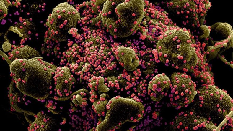 Общество: В Великобритании нашли еще одну разновидность коронавируса