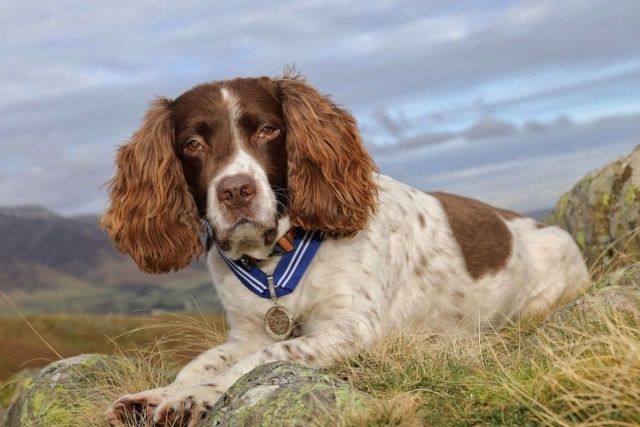 Общество: В Великобритании собаку наградили «Орденом за заслуги»