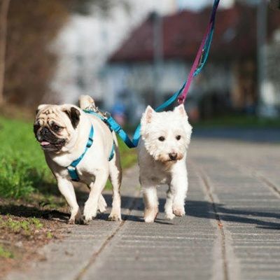 Общество: В Великобритании растет популярность услуги по прокату собак