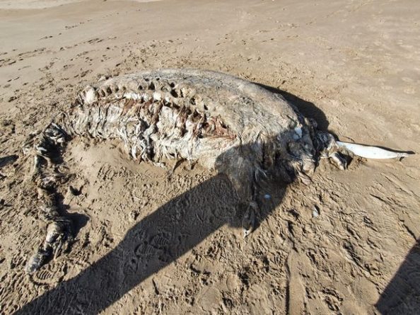Общество: На пляже в Великобритании нашли останки загадочного морского чудовища: фото