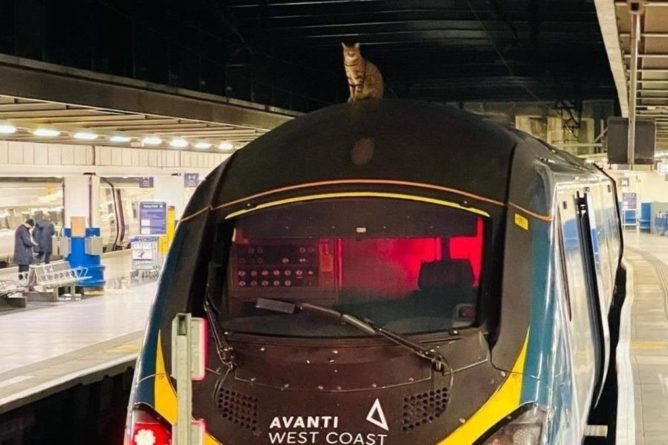 Общество: Наглый кот на два часа задержал скоростной поезд в Лондоне