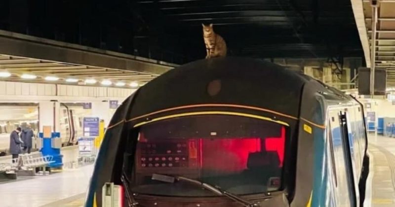 Общество: В Британии из-за кошки остановили поезд: пассажиров пришлось пересаживать (фото)