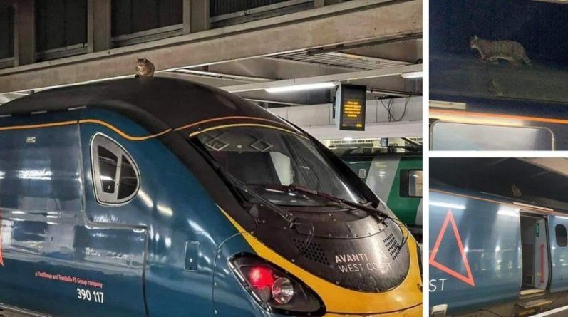 Общество: Кошка в Великобритании задержала поезд на 2,5 часа (Фото)