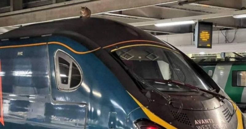 Общество: В Лондоне кошка задержала отправление скоростного поезда на два часа