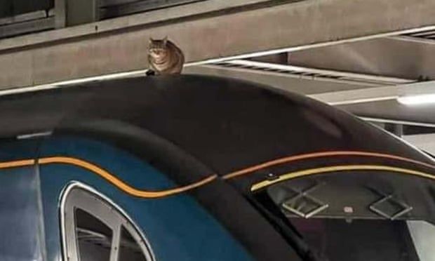 Скоростной поезд в Лондоне задержали из-за отдыхавшего на крыше кота