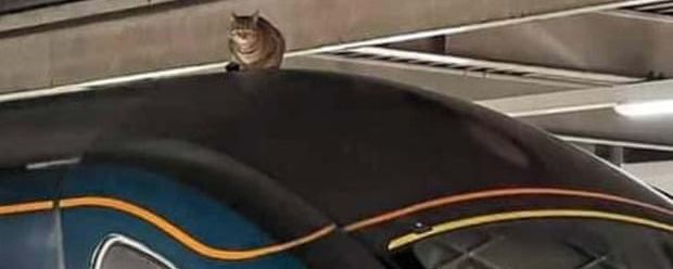 Общество: В Лондоне отправление скоростного поезда задержалось на 2,5 часа из-за кошки