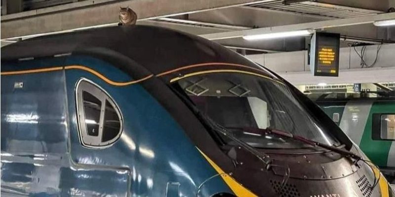 Общество: В Лондоне задержали на 2,5 часа отправление поезда из-за кота на крыше