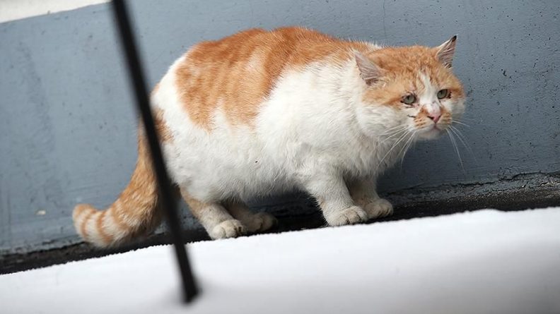 Общество: Отправление скоростного поезда в Лондоне задержали на 2,5 часа из-за кота