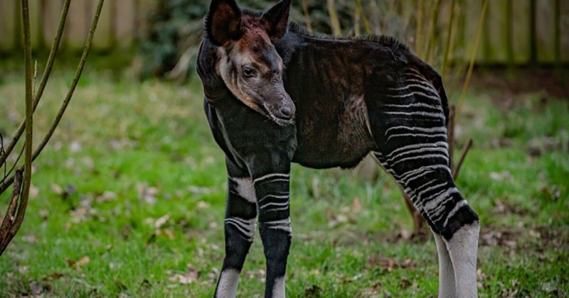 Общество: В зоопарке Британии удалось получить потомство от окапи, одного из самых таинственных животных в мире