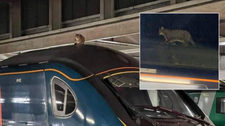 Общество: Хвостатый хулиган: в Великобритании кот задержал поезд на 2,5 часа
