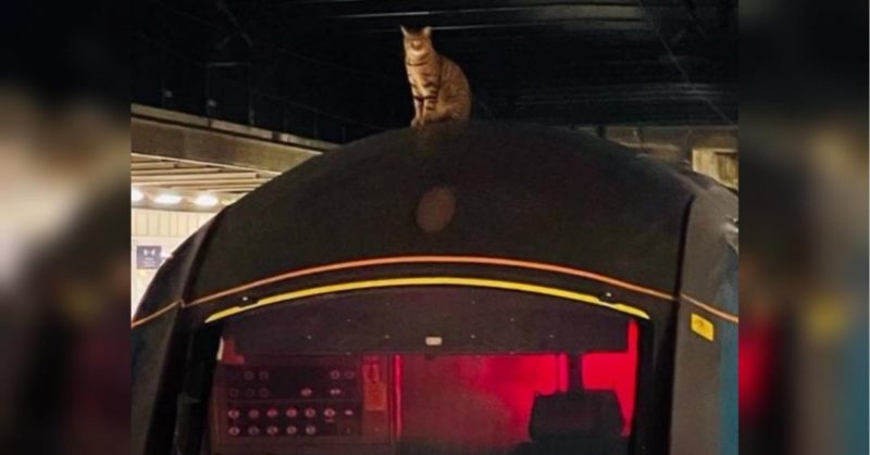 Общество: Виновата кошка: в Лондоне животное заблокировало более чем на два часа движение скоростных поездов