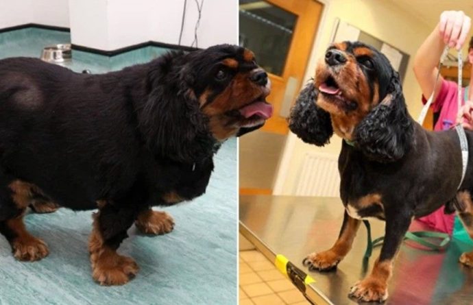 Общество: В Англии собака за пять лет похудела на 9 кило, но потом снова набрала вес из-за пандемии