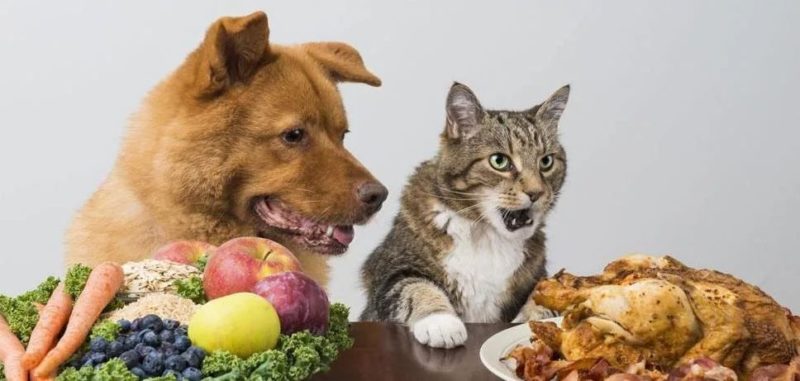 Общество: В супермаркетах Британии отмечен дефицит корма для кошек и собак